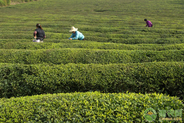 江西都产些什么茶？有哪些特点？